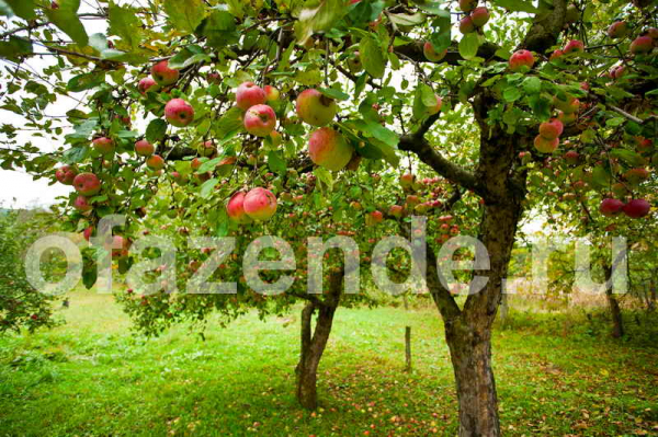 Осенняя подкормка яблони и груши для зимовки и урожая